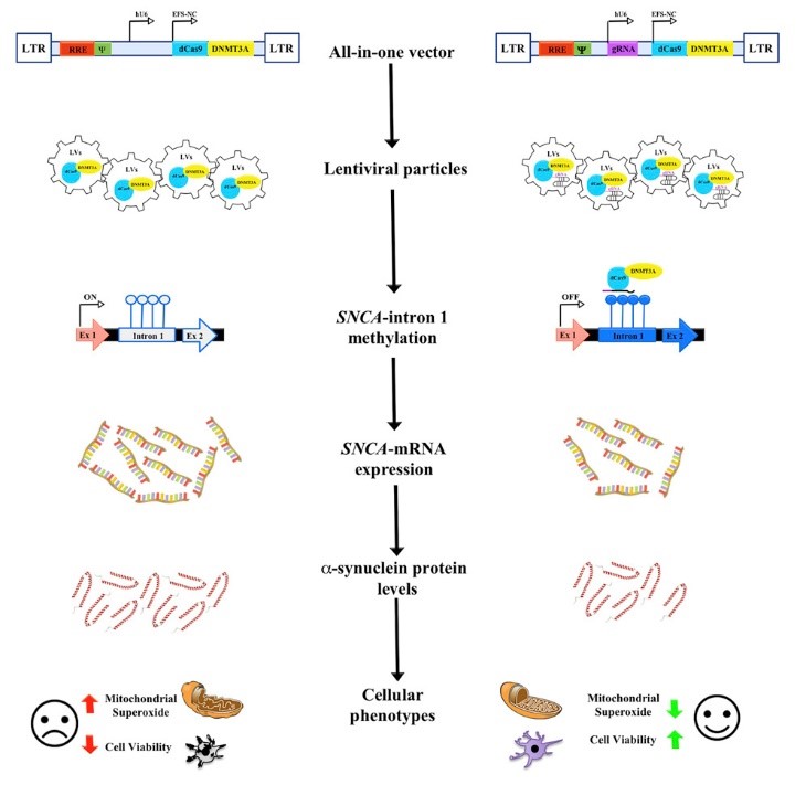 A diagram of the process of rna synthesis.