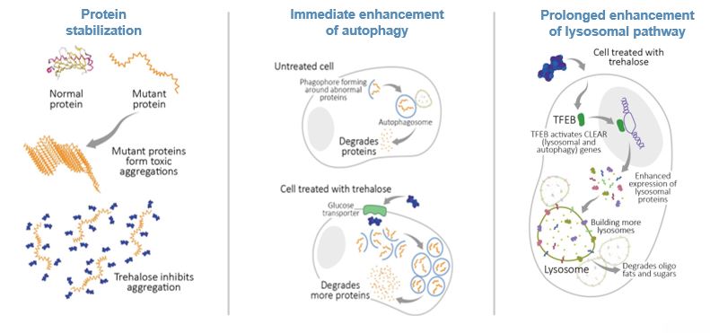 A diagram of an embryo and its potential for autophagy.