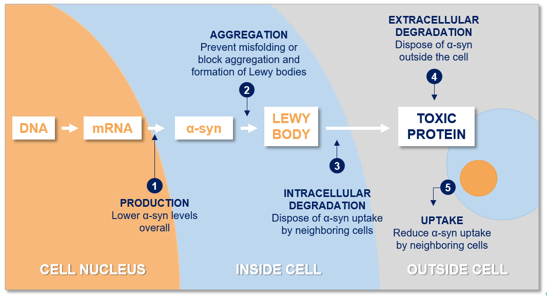 A diagram of the process of cell division.