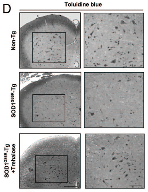 A series of images showing the different stages of microscopic cell growth.