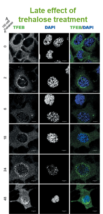 A series of photographs showing different types of cells.