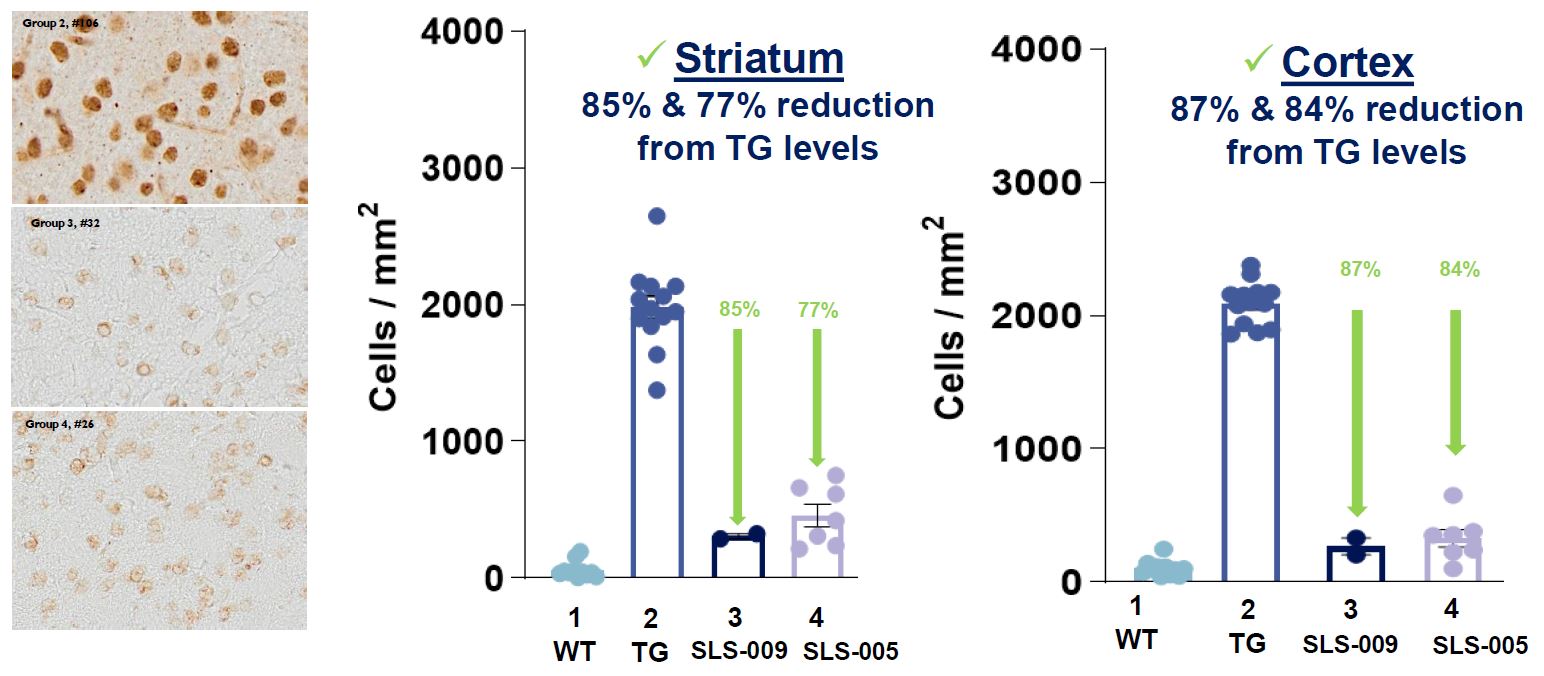 A graph showing the effect of strain on tg levels.